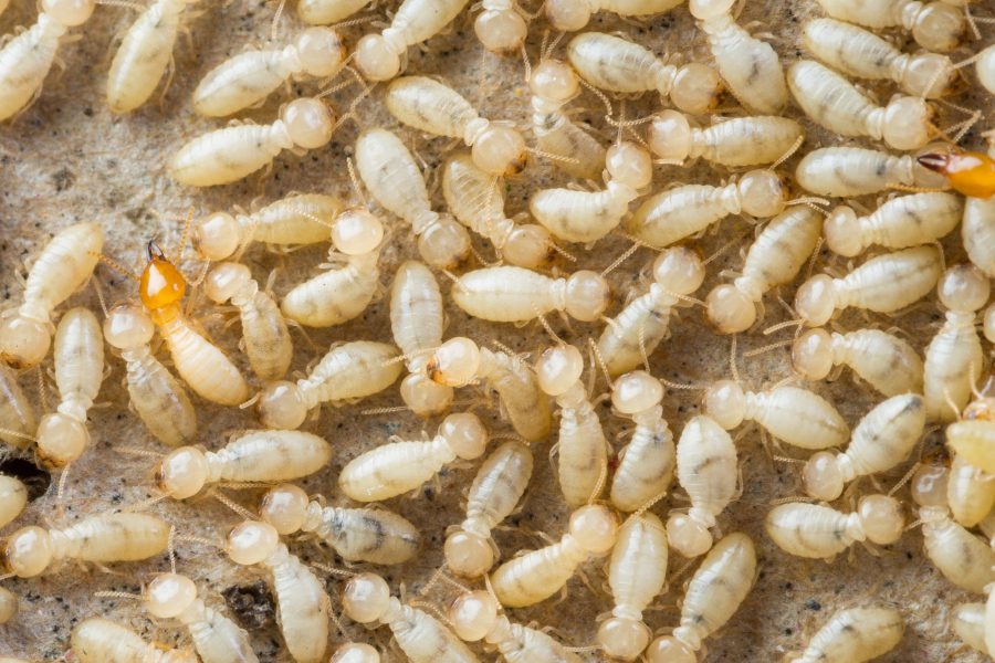 termite control gold coast image 33