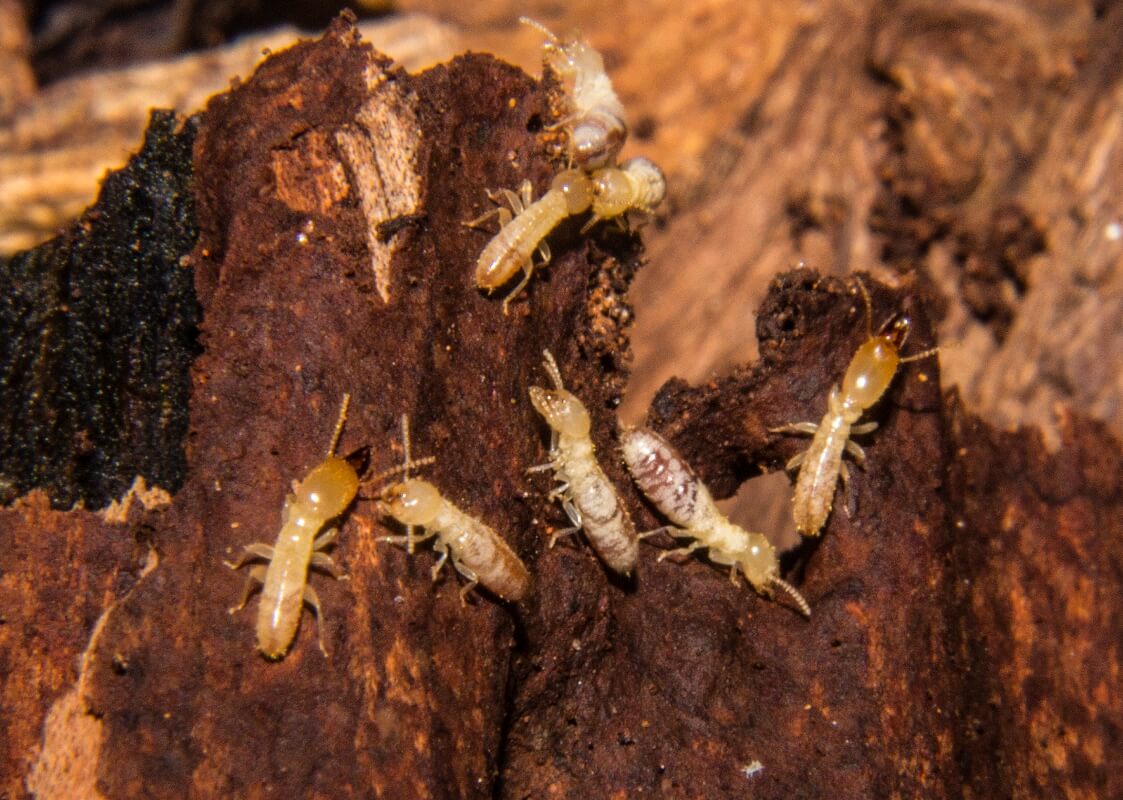 termite control gold coast image 7