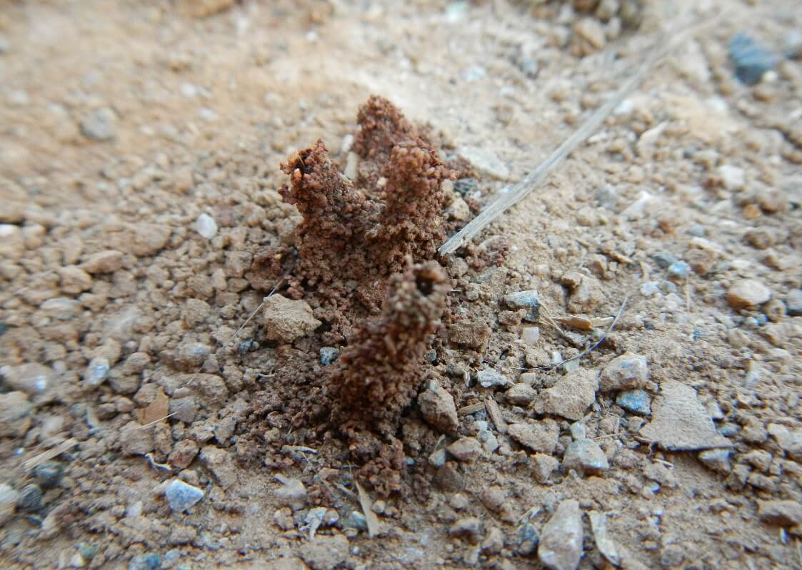 termite control image 3