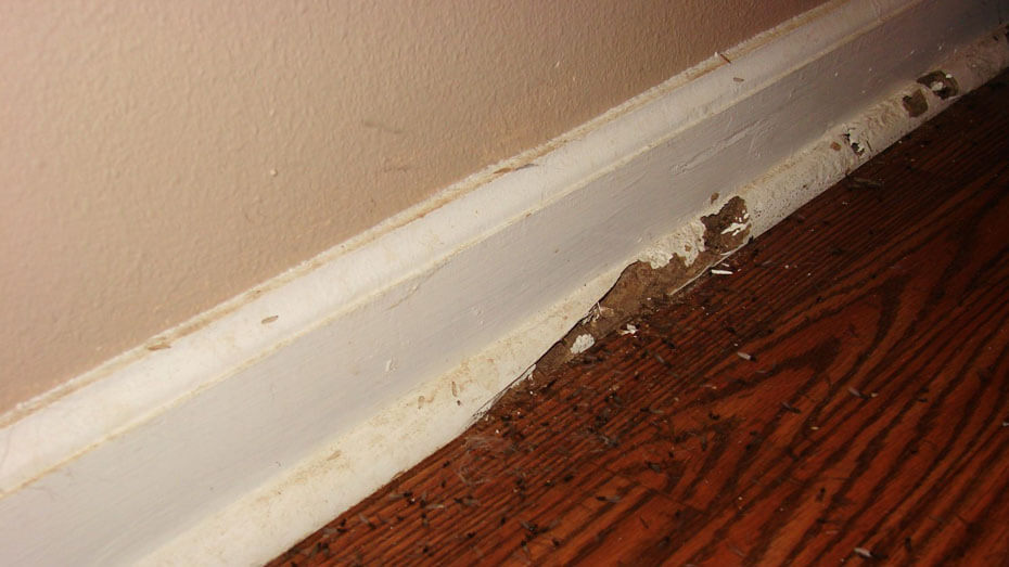 Termites Damage image 4